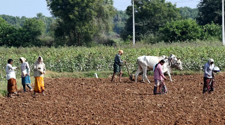 ગુજરાતમાં 40.77 લાખ હેક્ટરમાં રવી પાકનું વાવેતર, સૌરાષ્ટ્ર ઝોનના જિલ્લામાં સૌથી વધુ 