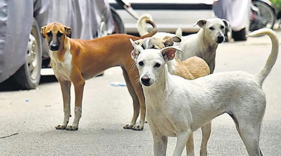 કૂતરા પાળનારાઓ સાવધાન: કૂતરાઓને ખાવાનું આપતા વ્યક્તિને ગુજરાત હાઈકોર્ટે ફટકારી આવી સજા